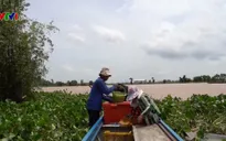 Niềm vui của người dân ĐBSCL khi lũ về
