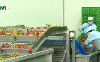 Thúc đẩy truy xuất nguồn gốc nông sản, đáp ứng yêu cầu xuất khẩu sang Trung Quốc