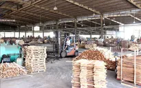 Gian lận xuất xứ gỗ