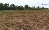 Quảng Trị: Khắc phục sản xuất nông nghiệp sau mưa lũ