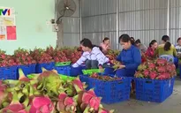 Gỡ khó việc dán tem truy xuất nguồn gốc nông sản vào Trung Quốc