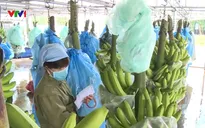 Giải pháp xuất khẩu nông, thủy sản bền vững sang thị trường Trung Quốc
