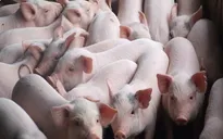 Người chăn nuôi lợn có thể tái đàn