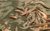 Nông dân ĐBSCL đối mặt với nỗi lo tôm nuôi chết bất thường