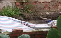 Ô nhiễm từ những trại lợn xả thải lộ thiên giữa khu dân cư