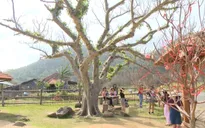 Ồ ạt đầu tư homestay - kết cục khó lường