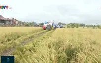Nhân rộng mô hình trồng lúa bằng công nghệ hữu cơ tại ĐBSCL