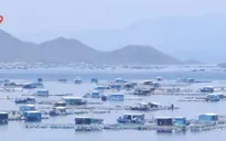 Khó quản lý lao động trên lồng bè thủy sản mùa mưa bão