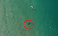 Australia: Thoát khỏi cá mập nhờ máy bay không người lái