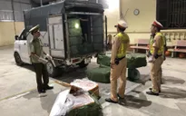 Ngăn chặn kịp thời 2.500kg nầm lợn ôi thối nhập lậu từ Trung Quốc