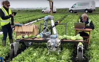 Robot thay thế lao động nông nghiệp tại Mỹ