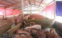 Người chăn nuôi e ngại tái đàn