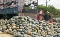 Mất mùa bí đỏ tại Gia Lai