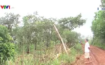 Cảnh báo mất an toàn lưới điện khu vực nông thôn