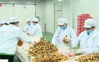 Vừa xuất khẩu, nhãn Việt đã bị Australia "tuýt còi"