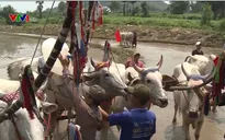 Sự kiện đua bò, cấy mạ đặc sắc ở vùng Bảy Núi