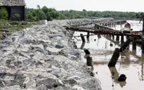 Sạt lở nghiêm trọng tại Cà Mau