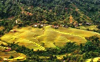 Ngỡ ngàng vẻ đẹp ruộng bậc thang Hoàng Su Phì mùa lúa chín