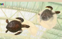 Bảo vệ rùa biển trước mối nguy rác thải nhựa