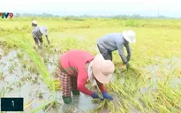 Lúa ngập úng bất thường sau khô hạn tại Nam Trung Bộ