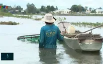 Người dân miền Tây ấm lòng mưu sinh mùa nước nổi