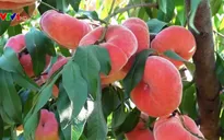 Khám phá Vương quốc đào Bình Cốc của Trung Quốc