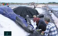 Rủi ro trữ muối trong mùa mưa lũ