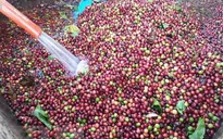 Giá cà phê biến động trái chiều