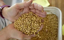 Trung Quốc xác nhận mua thêm nông sản Mỹ