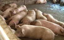 Giá lợn hơi có thể lên 60.000 đồng/kg do nguồn cung giảm mạnh