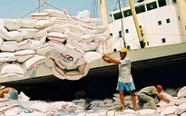 Gạo Việt cần nâng cao chất lượng, hạ giá thành