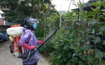 Quảng Nam nỗ lực dập dịch sốt xuất huyết