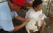 Philippines ứng dụng khoa học công nghệ quản lý tiêm phòng dại