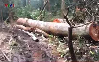 Phát hiện vụ phá rừng ở KonPlong, Kon Tum