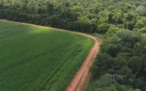 Các hãng hàng tiêu dùng lớn không đạt mục tiêu chống phá rừng