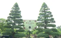 Cặp me kiểng cổ nhất Việt Nam