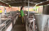 Đàn lợn thử nghiệm ăn hèm rượu chữa tả lợn châu Phi đã chết gần hết