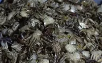 Nhộn nhịp mua bán cua đồng mùa nước nổi