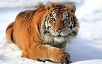 Tuần hành bảo vệ loài hổ Siberia