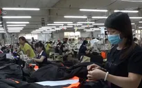 Giá bông giảm mạnh