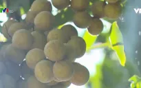 Xuất khẩu nhãn sang Australia