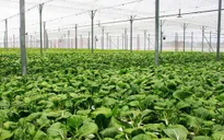 36.490 tỷ đồng cho phát triển nông nghiệp hữu cơ