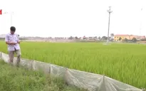 Tiềm năng phát triển nông nghiệp hữu cơ tại Việt Nam