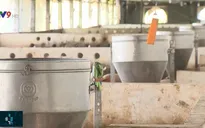 Giá lợn tăng, người nuôi vẫn ngại tái đàn