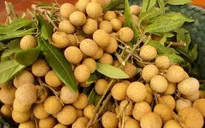 Lô nhãn đầu tiên đã sang đến Australia