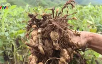 Nông dân Trung Bộ thiệt hại nặng do mưa lũ kéo dài