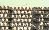 Giá trứng gia cầm tăng, người nuôi phấn khởi