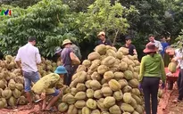 Đắk Lắk có vùng sầu riêng VietGAP đầu tiên