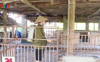 Người dân mòn mỏi chờ tiền hỗ trợ thiệt hại do dịch tả lợn châu Phi