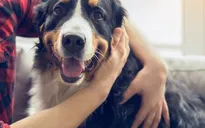 Giải mã bí mật giúp khứu giác của loài chó mạnh gấp 10.000 lần con người
